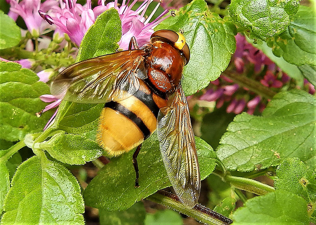 Hornet Mimic Hoverfly.