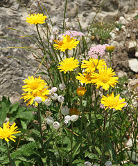 Arnika (Alpenpflanze)