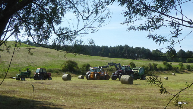 The tractors are having a meeting this morning!