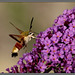 sphinx colibri .....