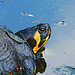 Gelbwangen-Schmuckschildkröte. 2020-06-25 DSCF8999 fm85