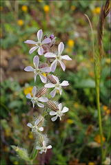 Silene gallica , Caryophyllales