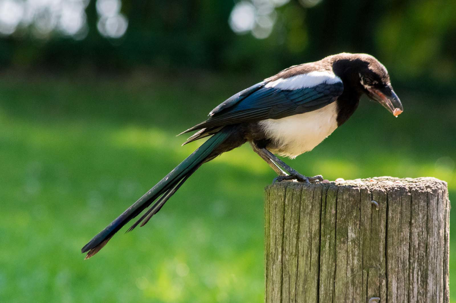 Magpie with its nut