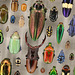 The beauty of beetles