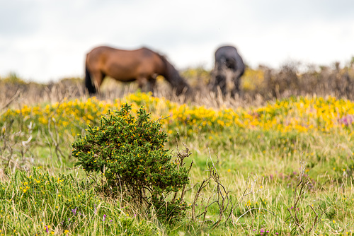 Dartmoor Pferde - 20150831
