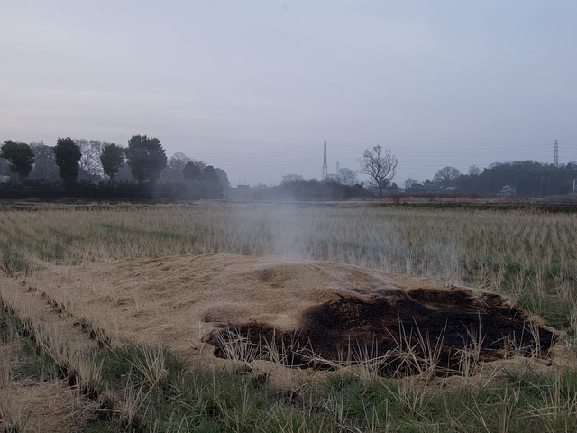 Burning debris in the paddy