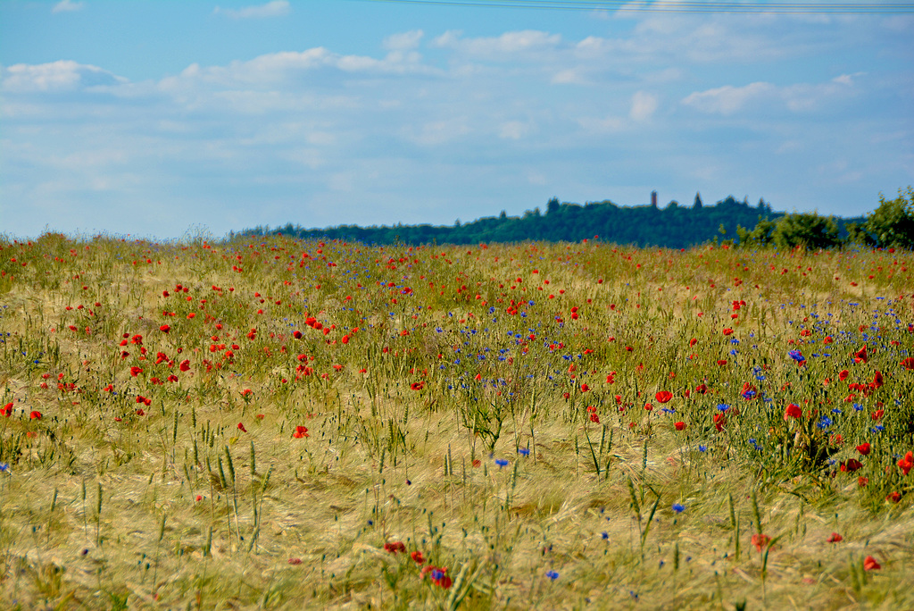 Cornfield with poppies and cornflowers