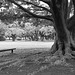 Bench and an old tree