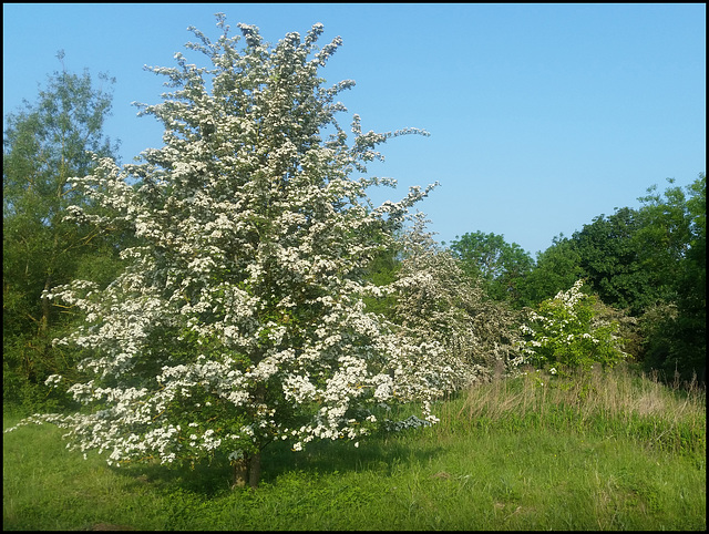 may tree in spring
