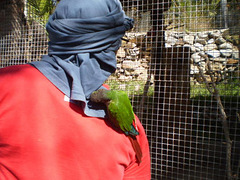 Ring neck parrot enjoying a ride on his handler.