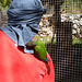Ring neck parrot enjoying a ride on his handler.