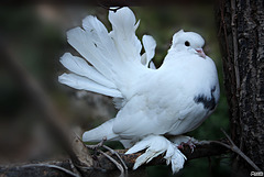 Pigeon paon blanc