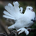 Pigeon paon blanc