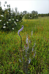 Anarrhinum bellidifolium, Lamiales