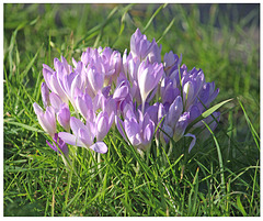 Pale purple crocuses - East Blatchington Pond - Seaford - 14 2 2022