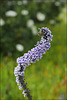 Anarrhinum bellidifolium, Lamiales