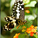 Ritterfalter (Papilio demoleus)  ©UdoSm