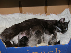 Kiwi And Her Kittens