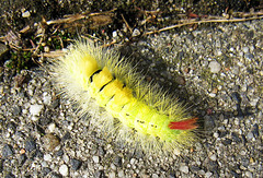 Calliteara pudibunda - Caterpillar /yellow form/