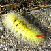 Calliteara pudibunda - Caterpillar /yellow form/