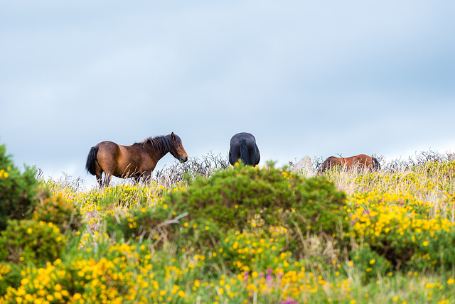 Dartmoor Pferde - 20150831