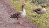 Greylags at Woodstock