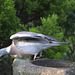 Pigeon EF7A0555