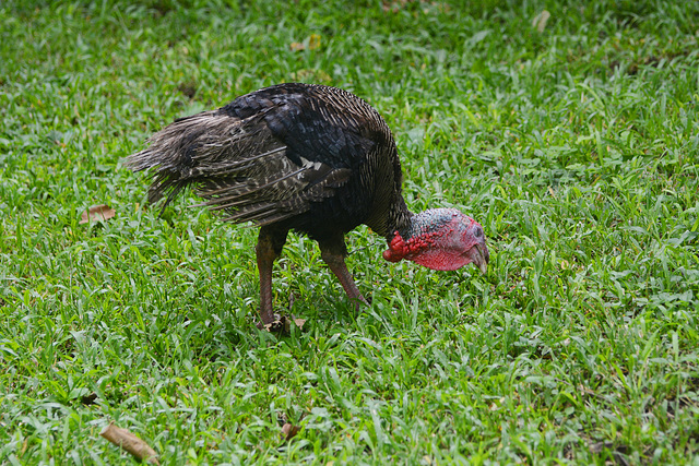 Honduras, Wild Turkey on the Lawn in Copan Ruinas Forest