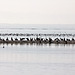 Insel der Kormorane - Cormorant Island - ile les cormorans (PIP)