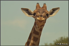 Giraffe im Zoo Barben