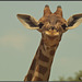 Giraffe im Zoo Barben
