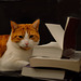 Le chat dans la littérature...