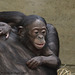 Bonobomädchen Nila (Wilhelma)