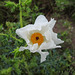 Day 2, White Prickly Poppy / Argemone albiflora