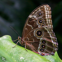 Victoria's Butterfly Gardens, Part 2: Blue Morpho and More! (+9 insets)