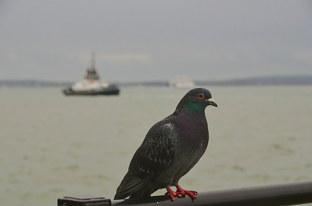 Casual observer on Southsea seafront