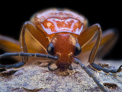Cardinal Beetle Portrait