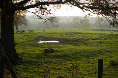 Sheep pasture at Lyme Park