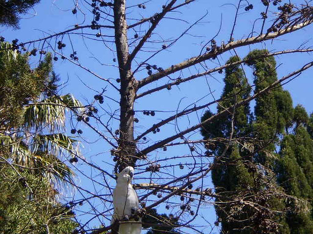 White cockatoo (Cacatua alba).