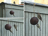 Blue Tit and Sparrow feeding, 2