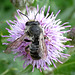 Mining Bee. Andrena cineraria