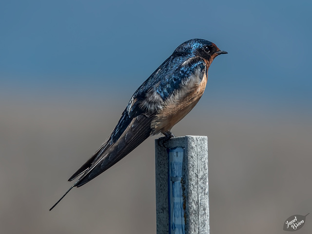 Lovely Barn Swallow + Checking In!