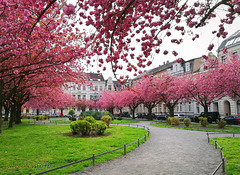 Japanische Kirschblüte am Alexianerplatz in Krefeld, Germany