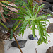 DSCN1240 - banana-imbé Philodendron bipinnatifidum (ex-selloum), Araceae