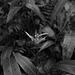 Parakeet Heliconia (Heliconia psittacorum)