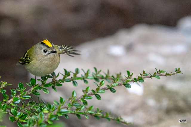 The orchard Goldcrest