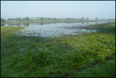 Thames water meadow