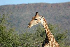 Namibia, Erindi Game Reserve, Such a Long Neck in a Giraffe