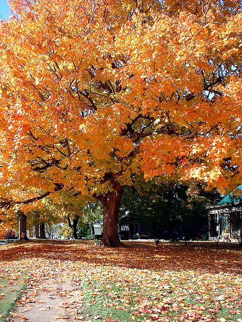 Fall Tree 2002