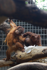Sumatra-Orang-Utans (Zoo Zürich)